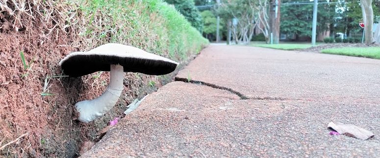 mushroom-sidewalk